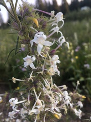 Ipomopsis aggregata weberi