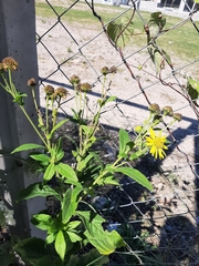 Verbesina subcordata