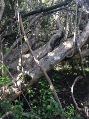 Cordia caffra