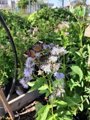 Chromolaena laevigata