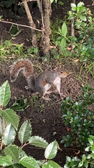 Sciurus carolinensis