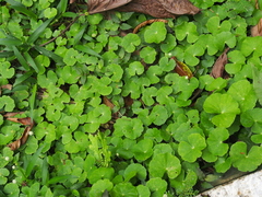 Hydrocotyle leucocephala