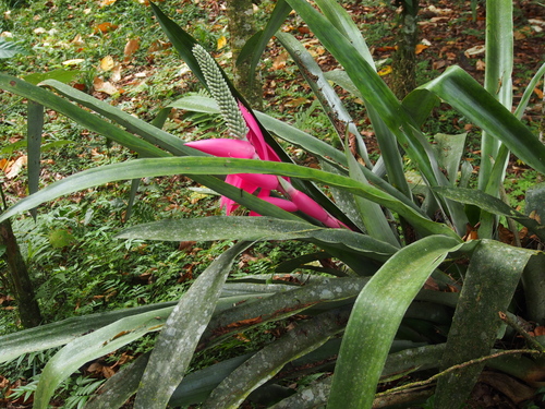 Image of Aechmea mariae by (c) Lena Struwe, some rights reserved (CC BY-SA)