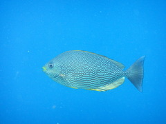 Siganus javus