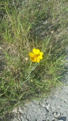 Thelesperma simplicifolium
