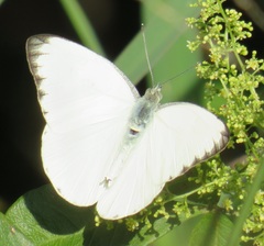 Appias epaphia contracta