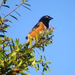 Pipilo erythrophthalmus alleni