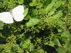 Appias epaphia contracta