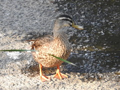 Anas platyrhynchos × zonorhyncha