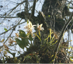 Rhynchostele rossii
