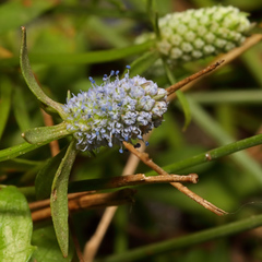 Eryngium prostratum