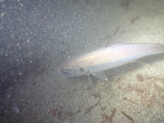Trachurus trachurus