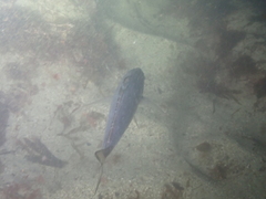 Trachurus trachurus