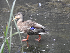 Anas platyrhynchos × zonorhyncha