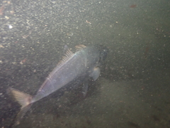 Trachurus trachurus