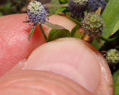 Eryngium prostratum