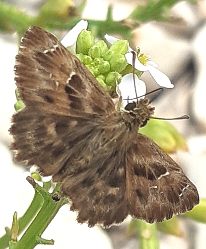 Sljezov debeloglavac (Carcharodus alceae)