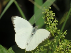 Appias epaphia contracta