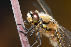 Libellula quadrimaculata