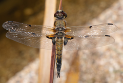 Libellula quadrimaculata