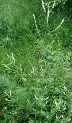 Melilotus albus
