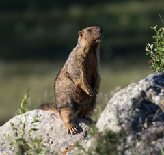 Marmota