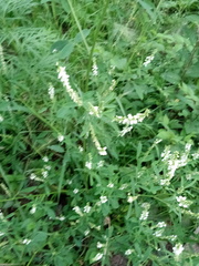 Melilotus albus