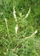 Melilotus albus