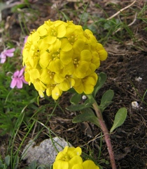 Alyssum wulfenianum ovirense