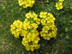 Alyssum wulfenianum ovirense