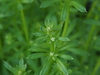 False Cleavers - Photo (c) Keita Watanabe, some rights reserved (CC BY-NC), uploaded by Keita Watanabe