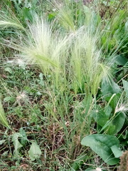 Hordeum jubatum