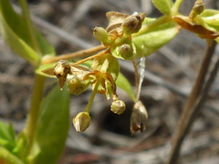 Stellaria littoralis
