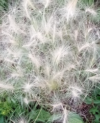 Hordeum jubatum