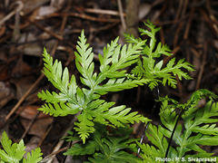 Doryopteris concolor