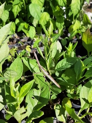 Pseudovates iheringi