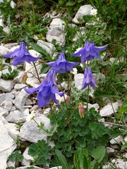 Aquilegia iulia