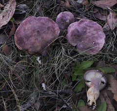 Leucopaxillus lilacinus
