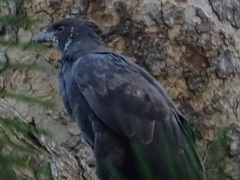 Nisaetus cirrhatus limnaeetus