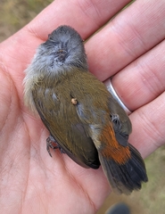 Coccopygia quartinia