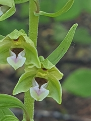 Epipactis dunensis