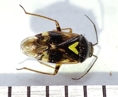 Orthops basalis