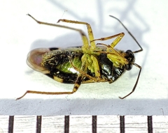 Orthops basalis
