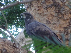 Nisaetus cirrhatus limnaeetus