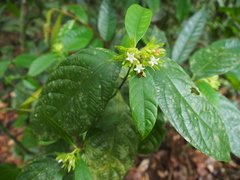 Palicourea suerrensis