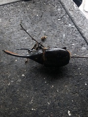 Dynastes septentrionalis