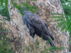 Nisaetus cirrhatus limnaeetus