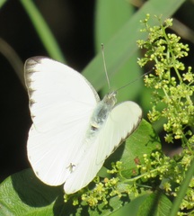 Appias epaphia contracta