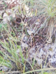 Medicago orbicularis