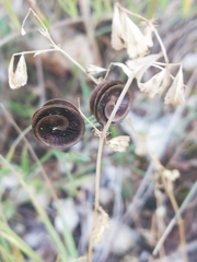 Medicago orbicularis